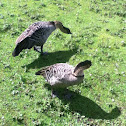 Ne-ne or Hawaiian goose