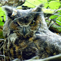 Great Horned Owl
