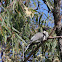 Noisy Friarbird