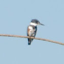 Belted Kingfisher