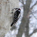 Downy Woodpecker