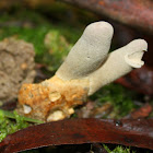 Two fingered mushroom