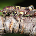 Rustic Border