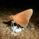 Common Redeye