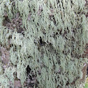 Old Man's Beard