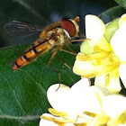 Hoverfly