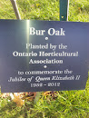Bur Oak Commemorative 