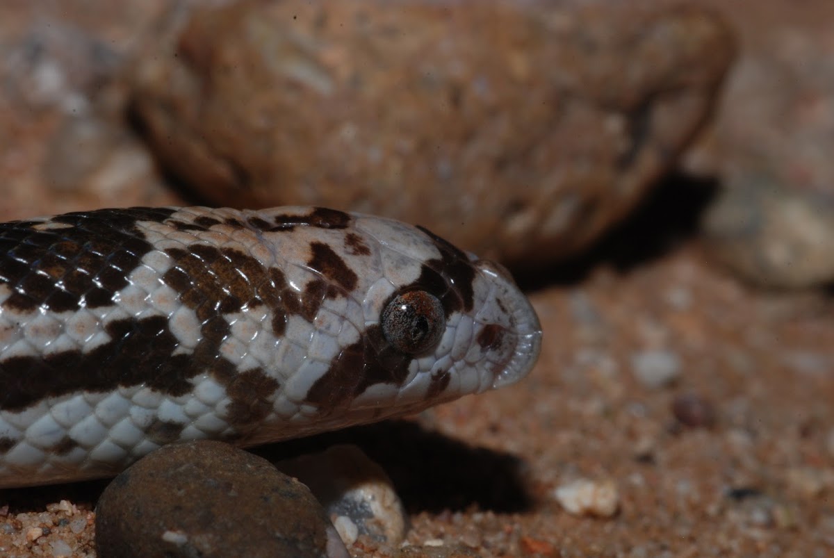 Spotted Leaf-nosed Snake