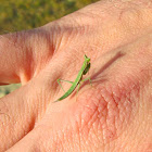 Praying Mantis Nymph