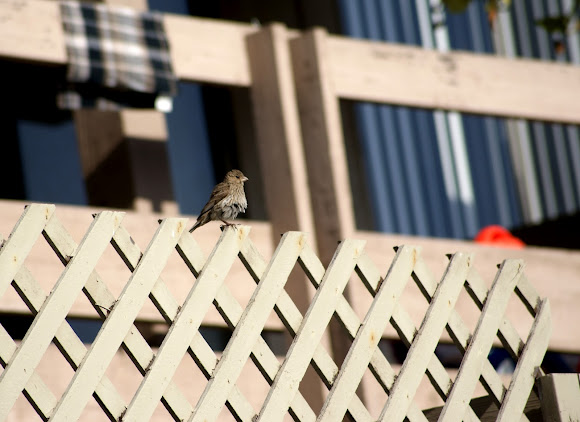 Spotting Image 1