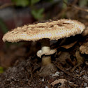 Shaggy parasol