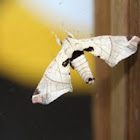 Silkworm Moth or Lappet Moth