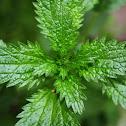 Ortiga / Annual Nettle