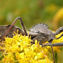 Wheel Bug