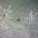 American Black Bear