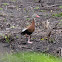 Black Bellied Whistling Duck