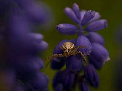 Krabbenspinne
