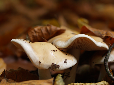 Pilze in Olerdissen