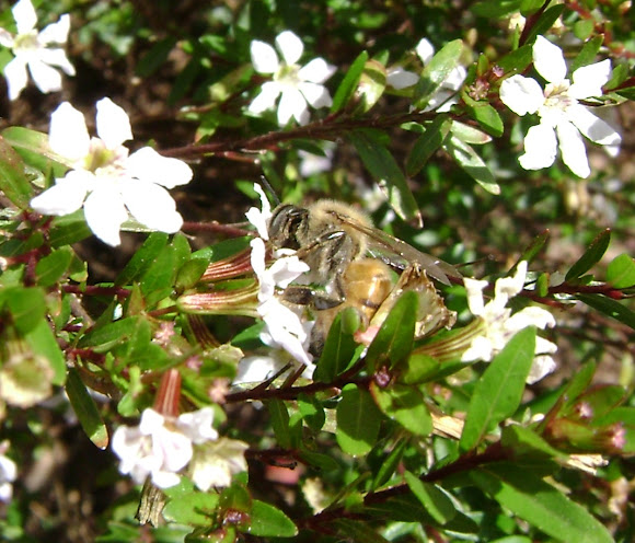 Spotting Image 1
