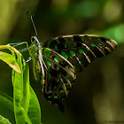 Andaman Tailed Jay