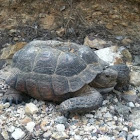 Sonoran desert tortoise