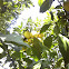 grapefruit