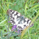 Marbled White