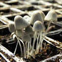 Fairies bonnets