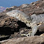 Nile Monitor Lizard