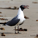 Laughing Gull