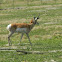 Pronghorn