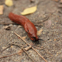 Slug
