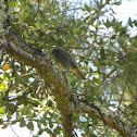 Black Redstart