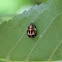 Ladybug larva