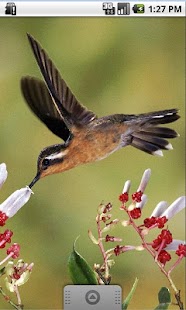 How to download Colored bird, Live Wallpaper lastet apk for android