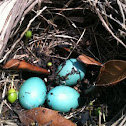 Robin Eggs
