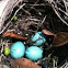 Robin Eggs