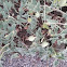 Ecballium elaterium (Pepinillo del diablo)