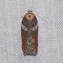 Celiana's Acleris