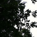 American chestnut