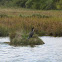 Double-crested Cormorant