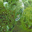 Flabellina exoptata