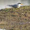 River Tern