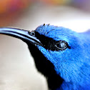 Shining Honeycreeper