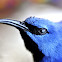 Shining Honeycreeper