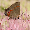 Red-banded Hairstreak 
