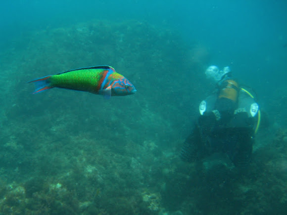 Spotting Image 1