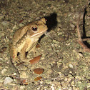 Gulf Coast Toad