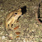 Gulf Coast Toad