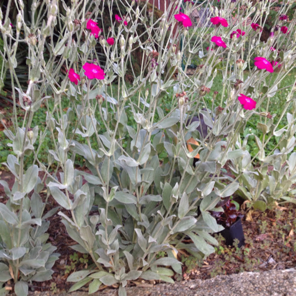 Rose Campion Project Noah